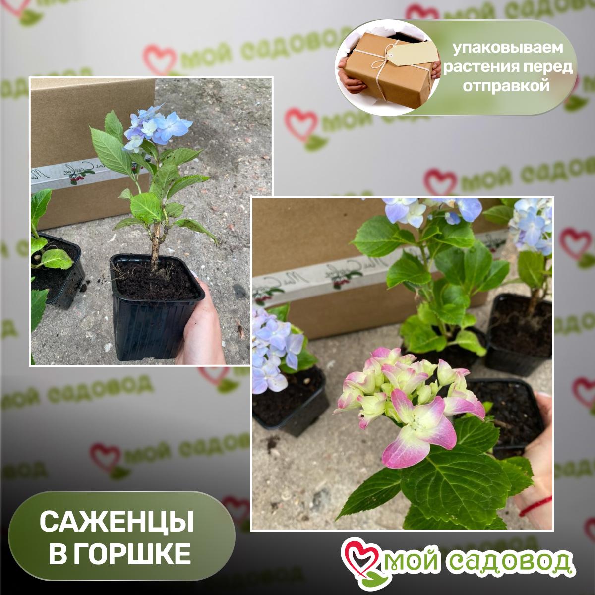 Гортензия крупнолистная Мадам Эмили Мулье ЗКС