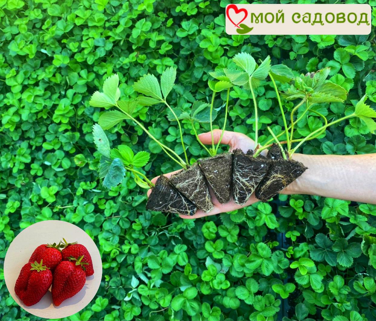 Клубника Адрия