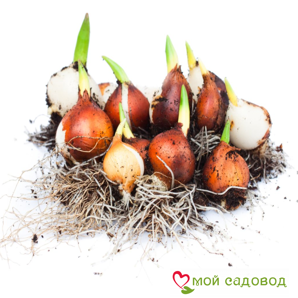 Тюльпан Вельвет Мираж